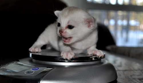 Burmilla kittens 18 days old