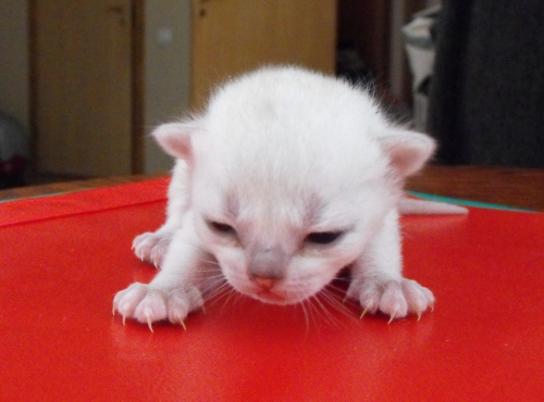 Burmilla kittens 11 days old