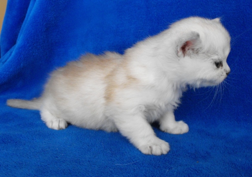 burmilla kittens - litter bon in 2011-02 20110323 1172034965 (1)