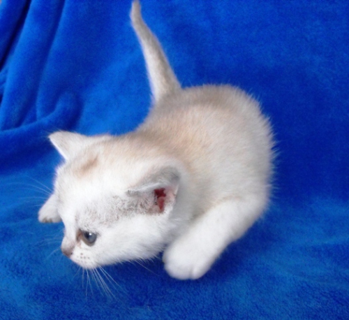burmilla kittens - litter bon in 2011-02 20110323 1208607131 (1)