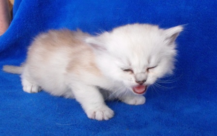 burmilla kittens - litter bon in 2011-02 20110323 1435667298 (1)