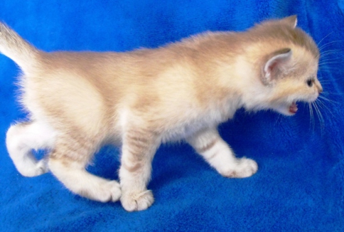 burmilla kittens - litter bon in 2011-02 20110323 1461731307 (1)