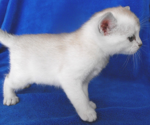 burmilla kittens - litter bon in 2011-02 20110323 1527592345 (1)
