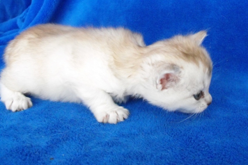 burmilla kittens - litter bon in 2011-02 20110323 1624958813 (1)