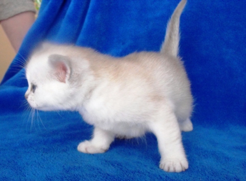 burmilla kittens - litter bon in 2011-02 20110323 1900744874 (1)