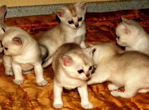 Burmilla kittens 1 month old