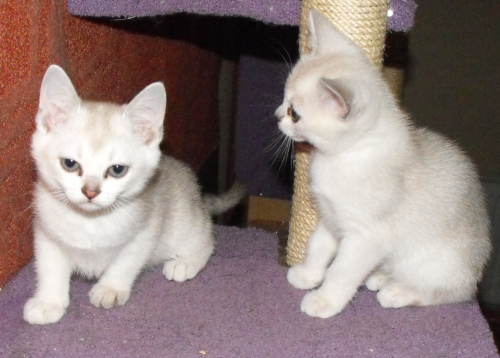 kittens in april 20100502 1542503907 (1)