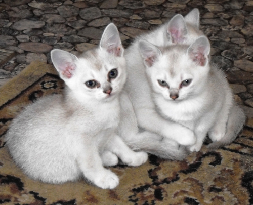 Burmilla kittens in april