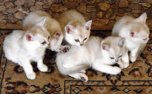 kittens in april 20100502 1669985530 (1)
