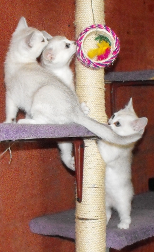 kittens in april 20100502 1746076093 (1)